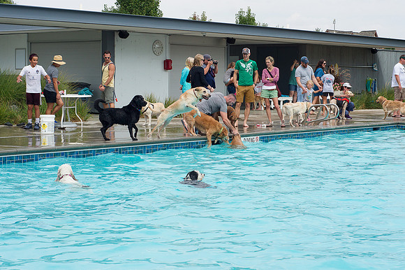 Dog Daze | Stapleton MCA