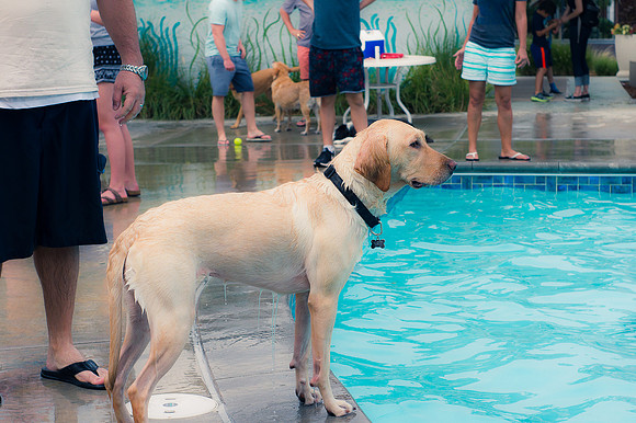 Dog Daze | Stapleton MCA