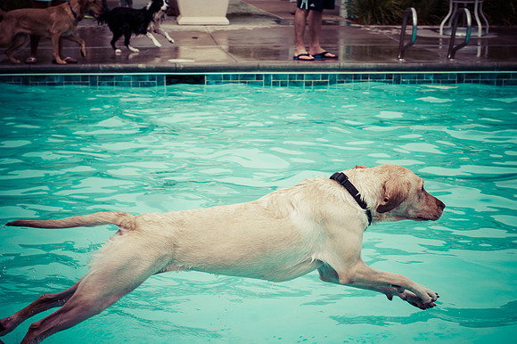 Dog Daze | Stapleton MCA