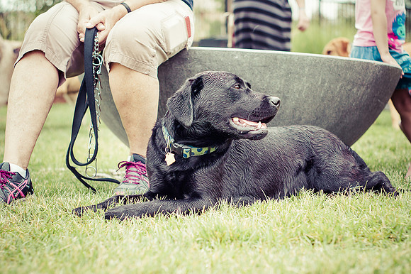 Dog Daze | Stapleton MCA