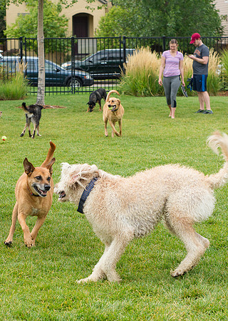 Dog Daze | Stapleton MCA