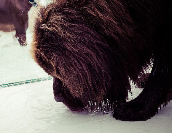 Dog Daze | Stapleton MCA