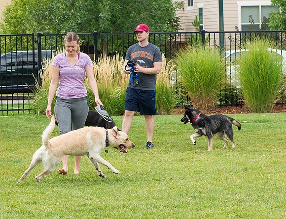 Dog Daze | Stapleton MCA