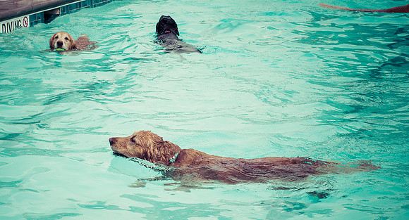 Dog Daze | Stapleton MCA