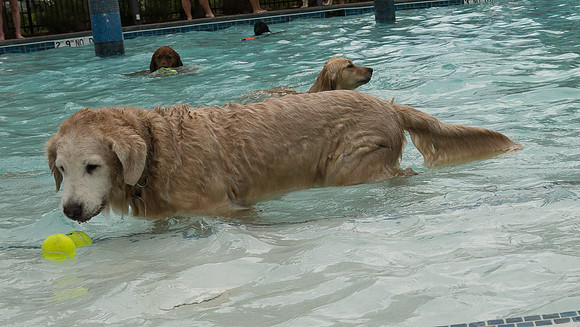 Dog Daze | Stapleton MCA