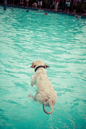 Dog Daze | Stapleton MCA