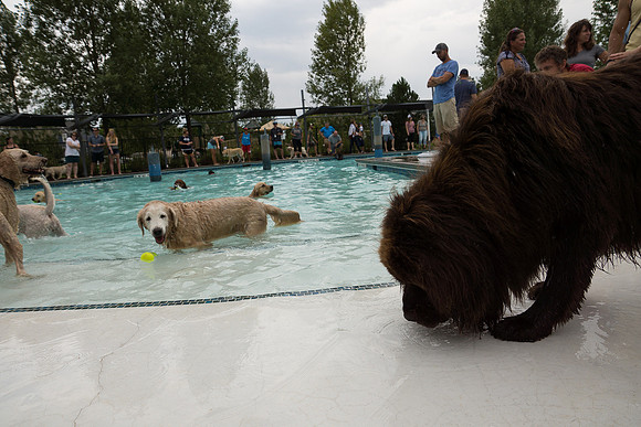 Dog Daze | Stapleton MCA