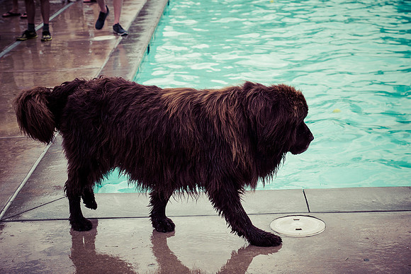 Dog Daze | Stapleton MCA