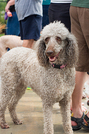 Dog Daze | Stapleton MCA