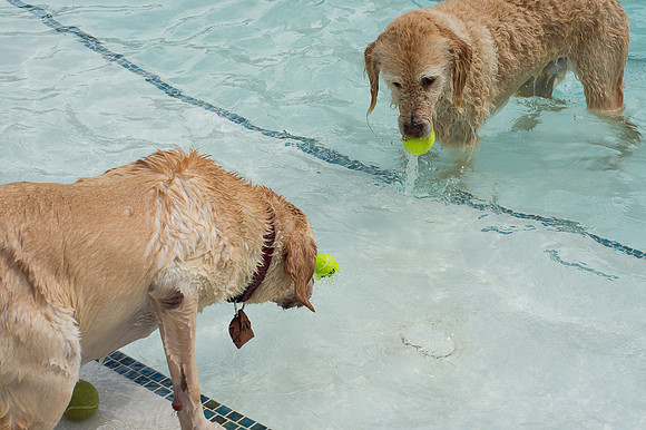 Dog Daze | Stapleton MCA