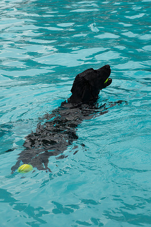 Dog Daze | Stapleton MCA