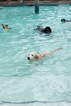 Dog Daze | Stapleton MCA