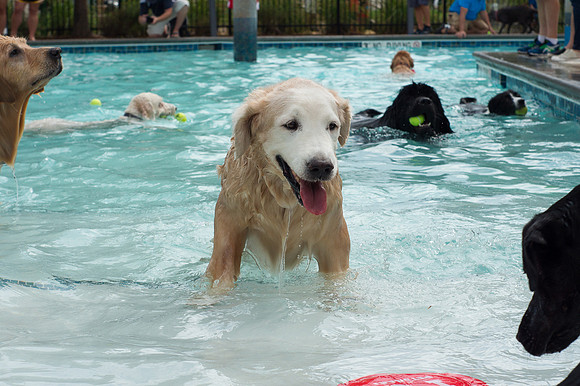 Dog Daze | Stapleton MCA