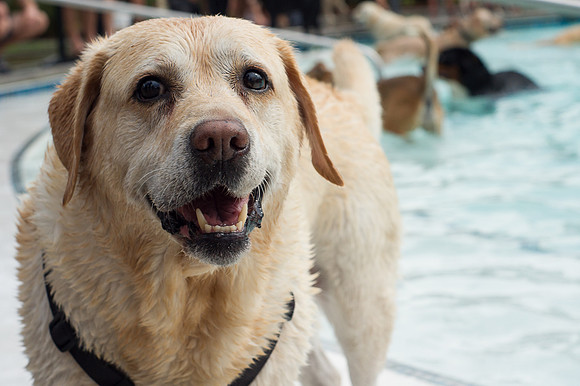 Dog Daze | Stapleton MCA