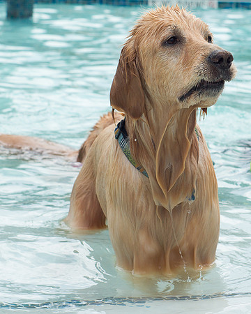 Dog Daze | Stapleton MCA