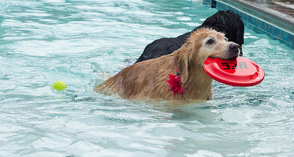 Dog Daze | Stapleton MCA