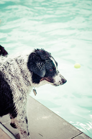 Dog Daze | Stapleton MCA