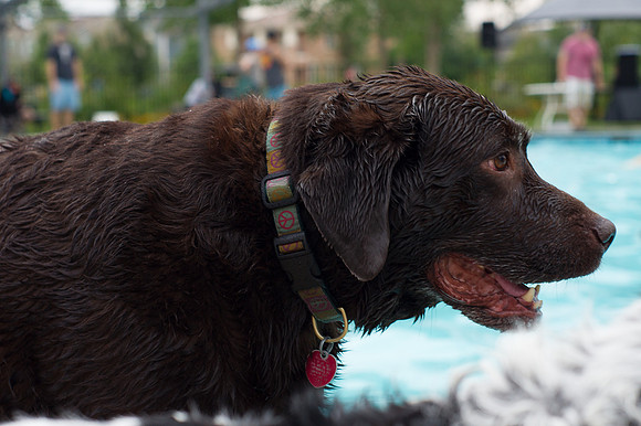 Dog Daze | Stapleton MCA