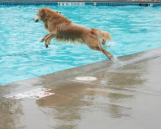 Dog Daze | Stapleton MCA