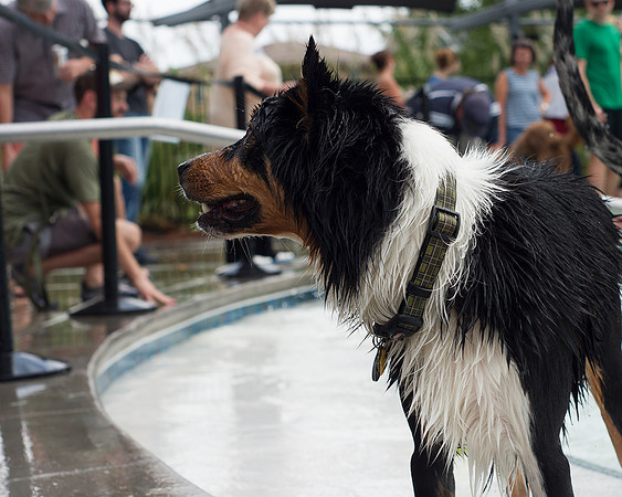 Dog Daze | Stapleton MCA