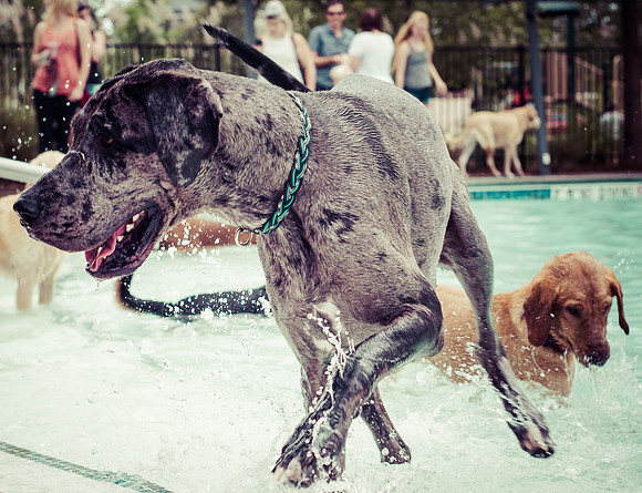 Dog Daze | Stapleton MCA