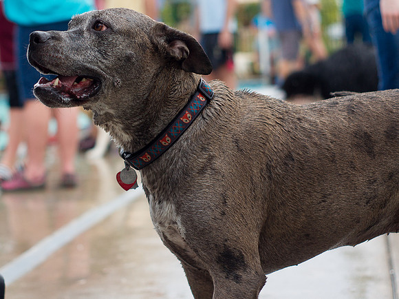 Dog Daze | Stapleton MCA