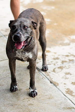 Dog Daze | Stapleton MCA