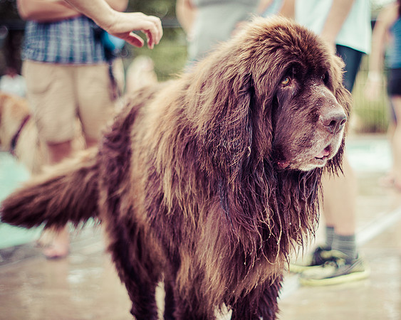 Dog Daze | Stapleton MCA