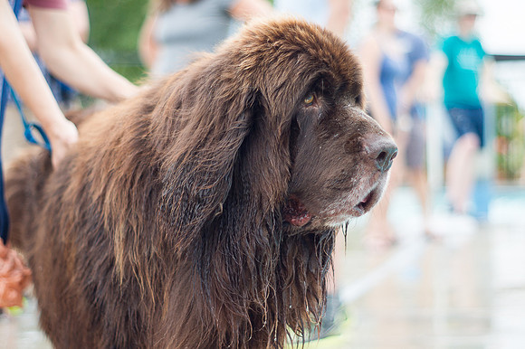 Dog Daze | Stapleton MCA