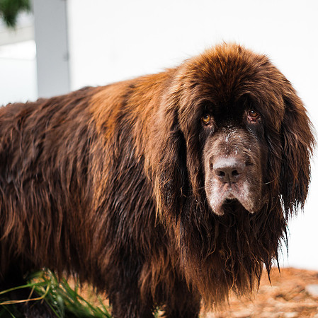 Dog Daze | Stapleton MCA