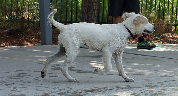 Dog Daze | Stapleton MCA