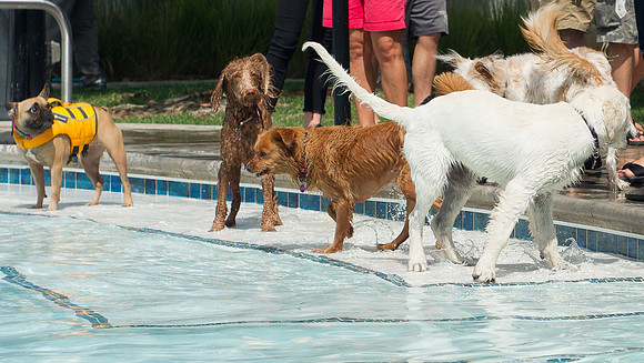 Dog Daze | Stapleton MCA