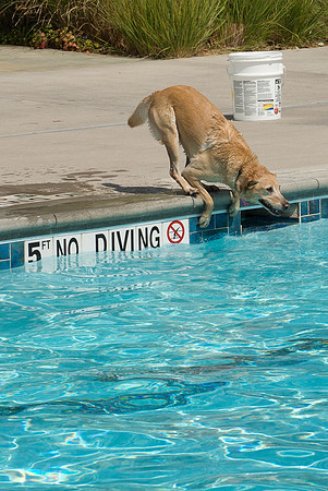 Dog Daze | Stapleton MCA