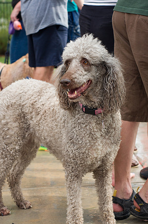 Dog Daze | Stapleton MCA