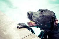Dog Daze | Stapleton MCA