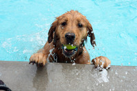 Dog Daze | Stapleton MCA