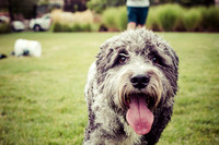 Dog Daze | Stapleton MCA
