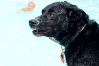 Dog Daze | Stapleton MCA