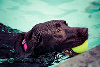 Dog Daze | Stapleton MCA