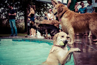 Dog Daze | Stapleton MCA