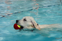 Dog Daze | Stapleton MCA