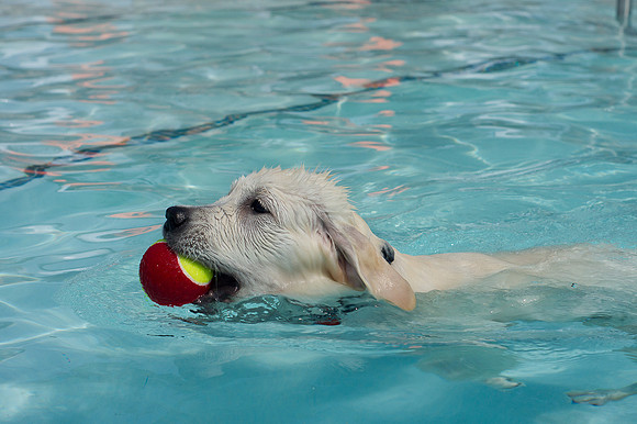 Dog Daze | Stapleton MCA