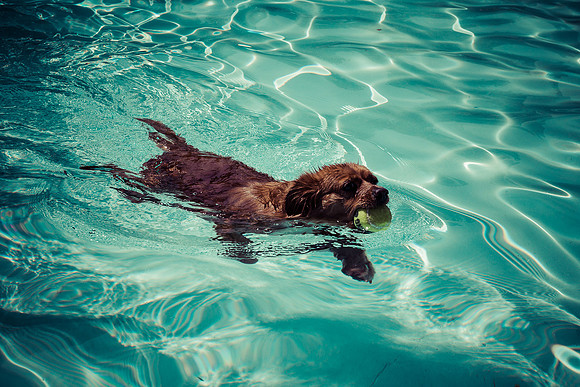 Dog Daze | Stapleton MCA