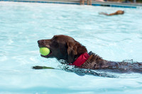 Dog Daze | Stapleton MCA