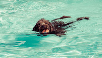 Dog Daze | Stapleton MCA