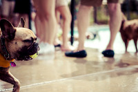 Dog Daze | Stapleton MCA