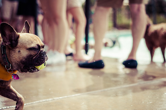Dog Daze | Stapleton MCA