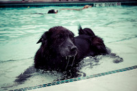 Dog Daze | Stapleton MCA
