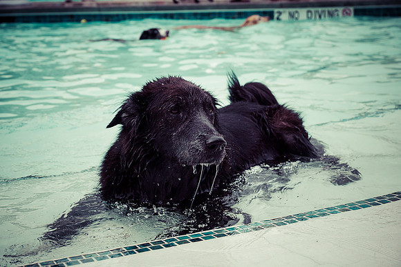 Dog Daze | Stapleton MCA