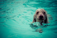 Dog Daze | Stapleton MCA